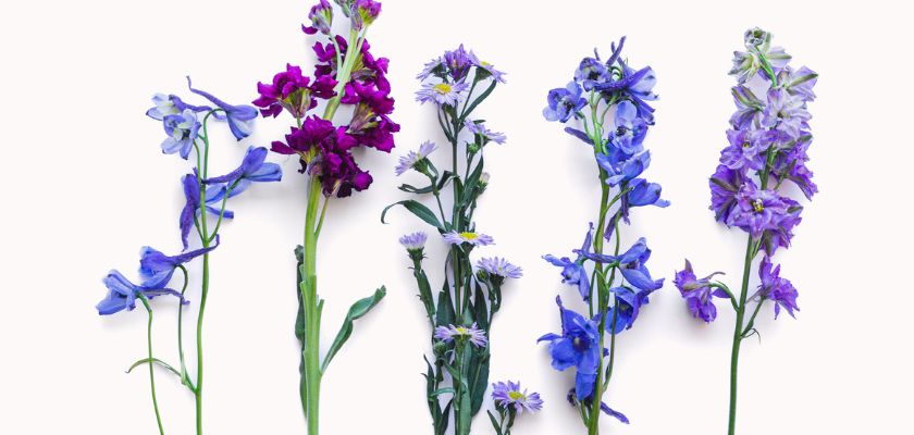 A vibrant arrangement of purple and blue flowers, showcasing stunning floral diversity.