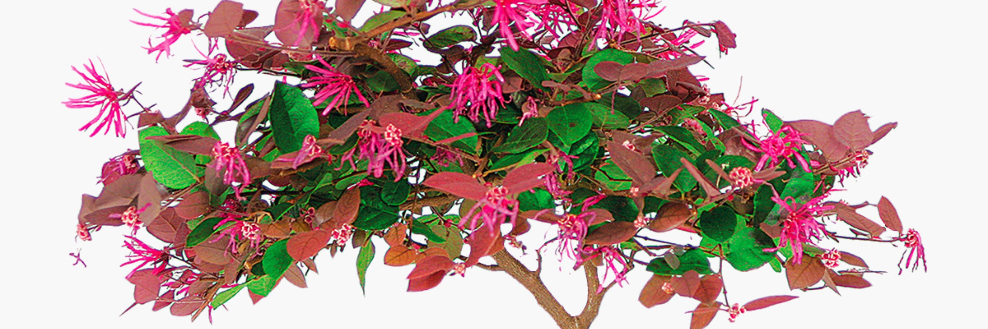Beautiful flowering tree with vibrant pink blooms and lush green leaves, perfect for gardens.