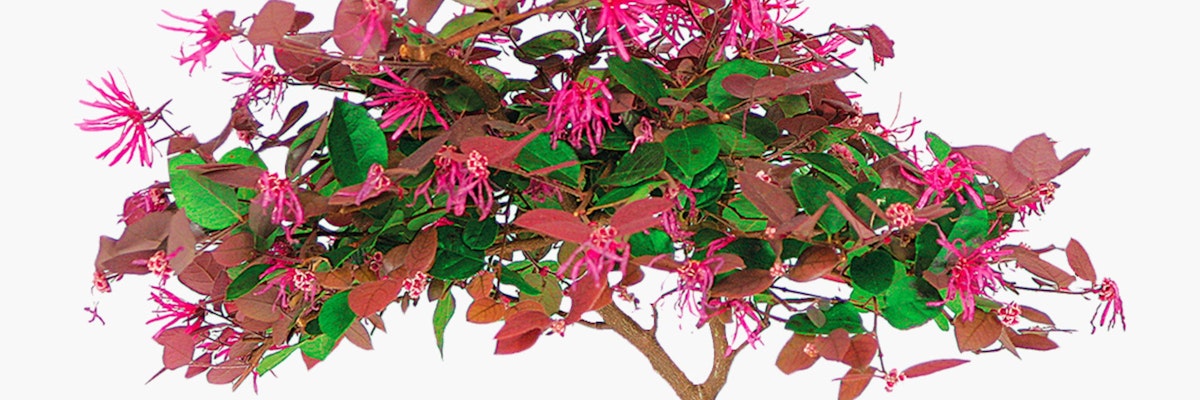 Beautiful flowering tree with vibrant pink blooms and lush green leaves, perfect for gardens.