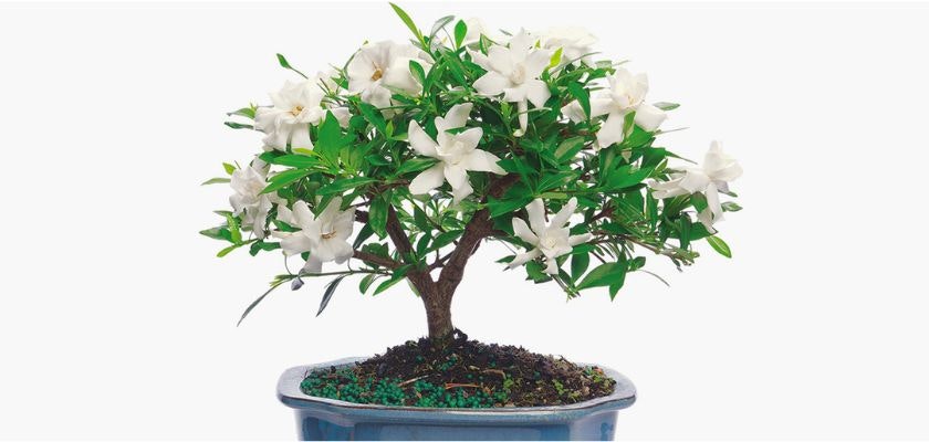 Elegant bonsai plant adorned with white flowers, enhancing home decor and tranquility.