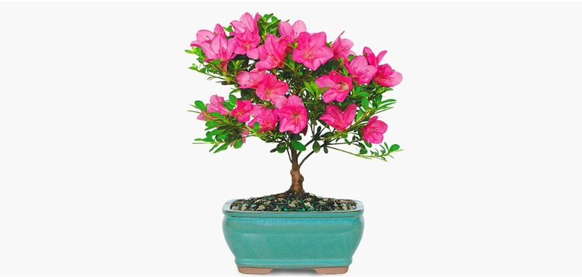 Beautiful pink azalea bonsai tree in a textured turquoise pot, perfect for home decor.