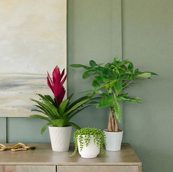 Bright indoor plants in stylish pots add a touch of greenery to modern decor.