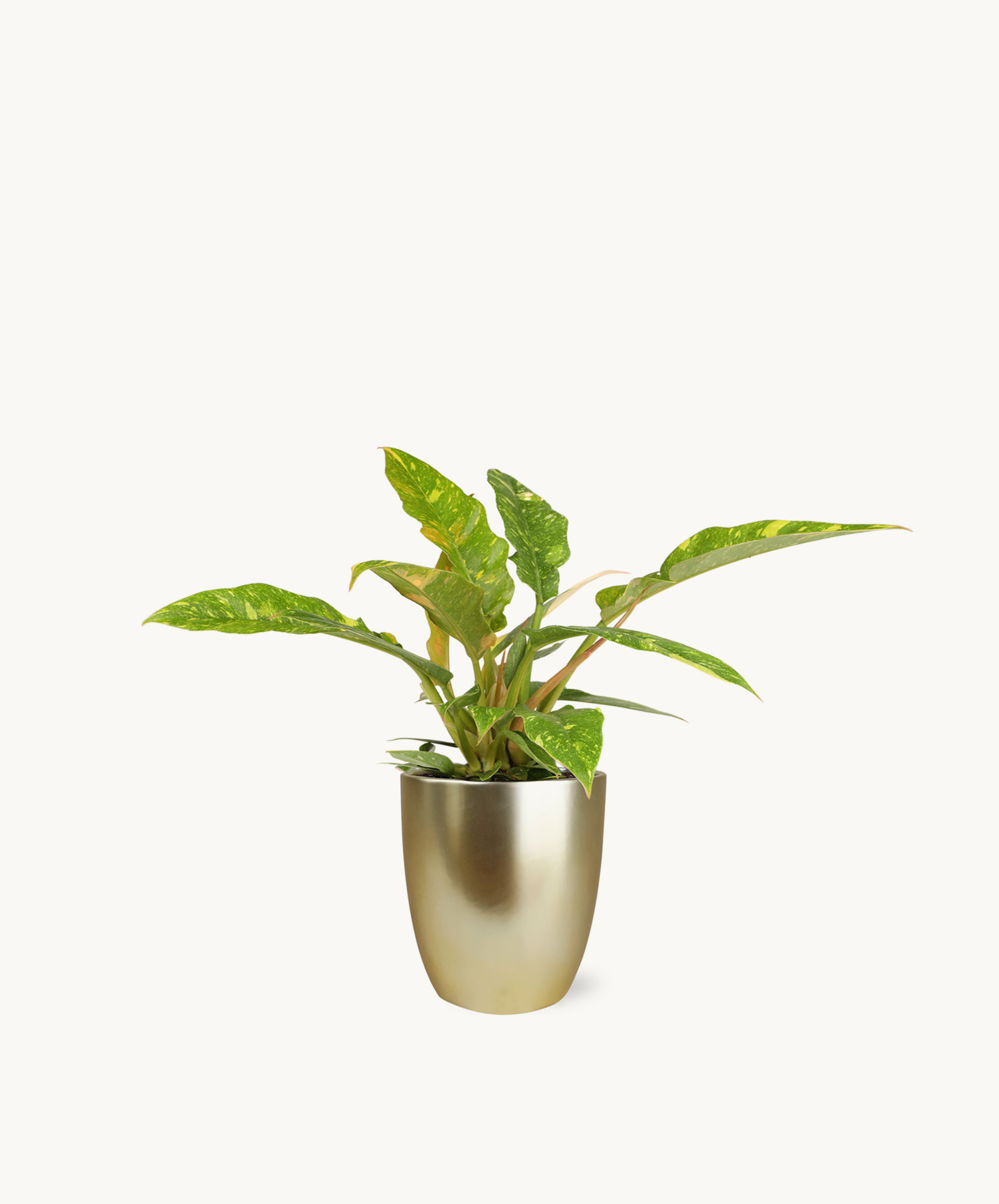 Lush green plant with vibrant leaves in a stylish silver pot, ideal for home decor.
