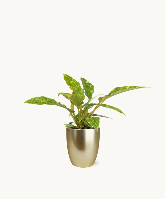 Lush green plant with vibrant leaves in a stylish silver pot, ideal for home decor.