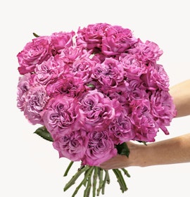 Vibrant bouquet of pink roses held gracefully, perfect for celebrations and gifts.