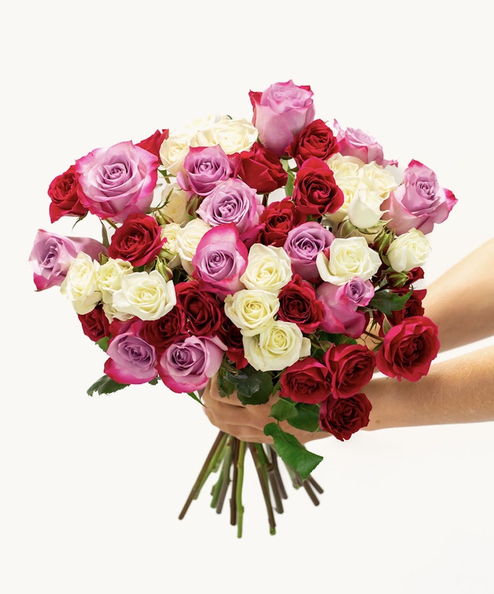 Vibrant bouquet of red, pink, and white roses held in hands, perfect for any celebration.