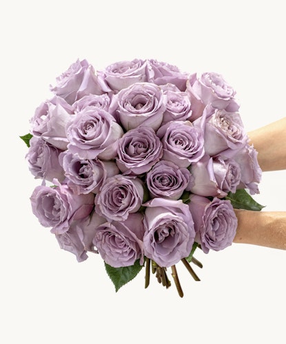 Lavender rose bouquet held by hands, showcasing soft petals and lush greenery.