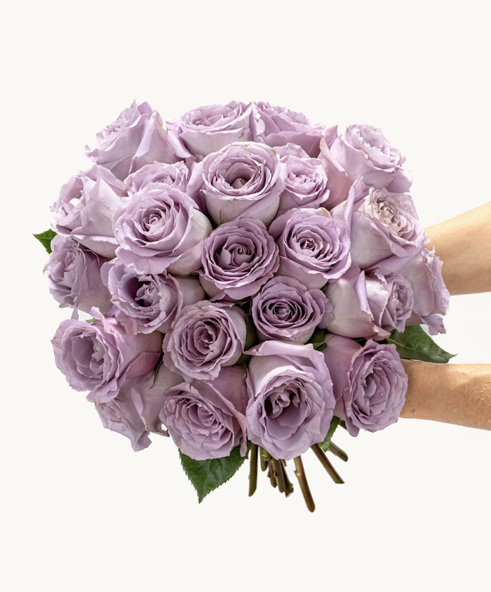 Lavender rose bouquet held by hands, showcasing soft petals and lush greenery.