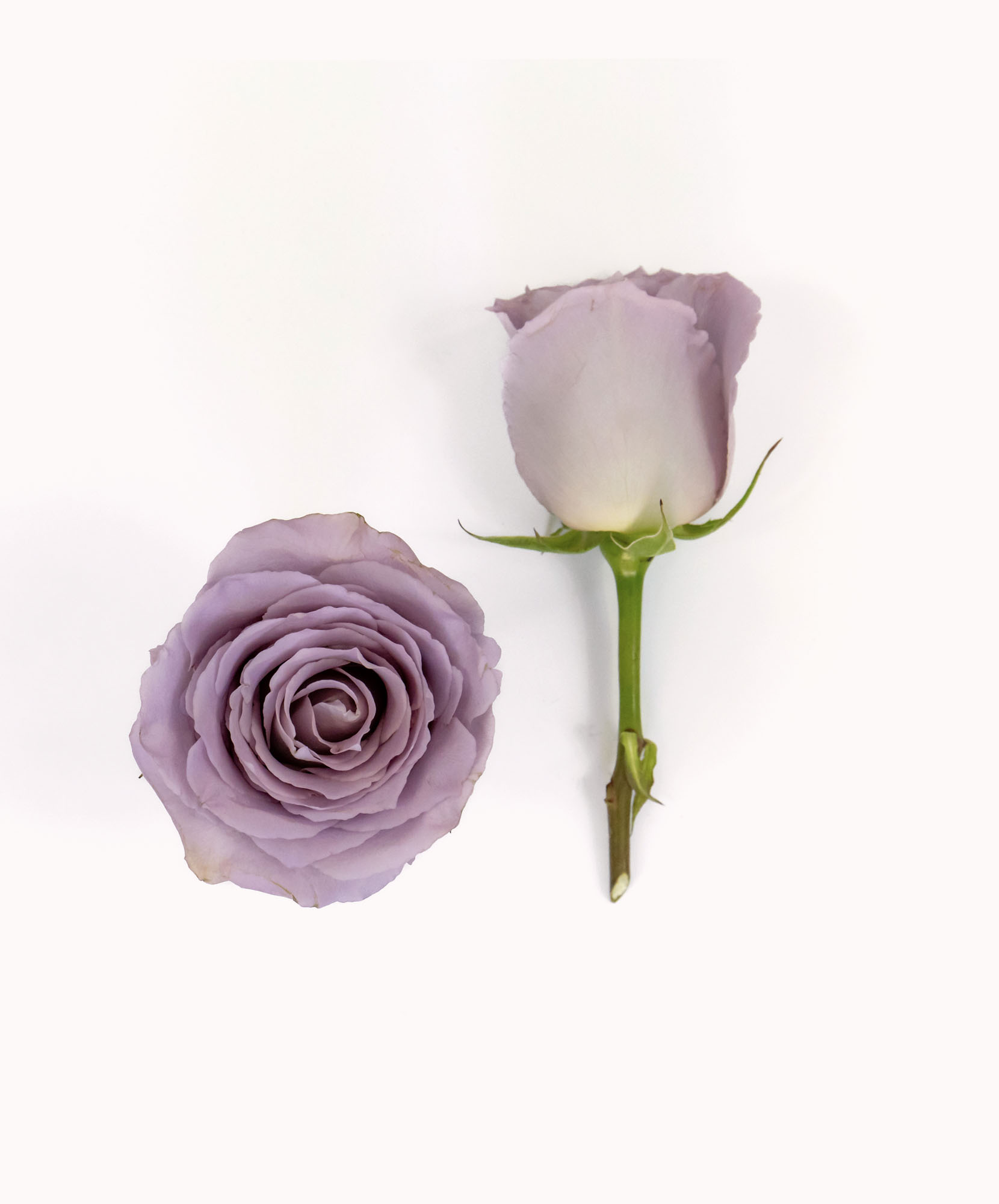 Lavender Mist - Soft Lavender Bouquet | BloomsyBox
