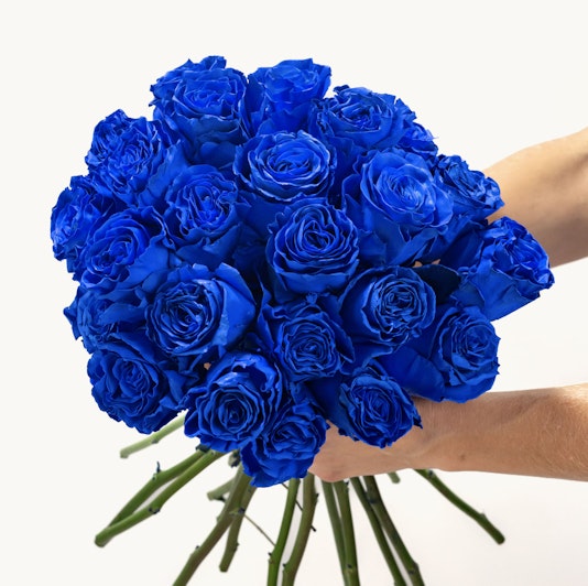 Vibrant bouquet of blue roses held by hands, symbolizing love and uniqueness.