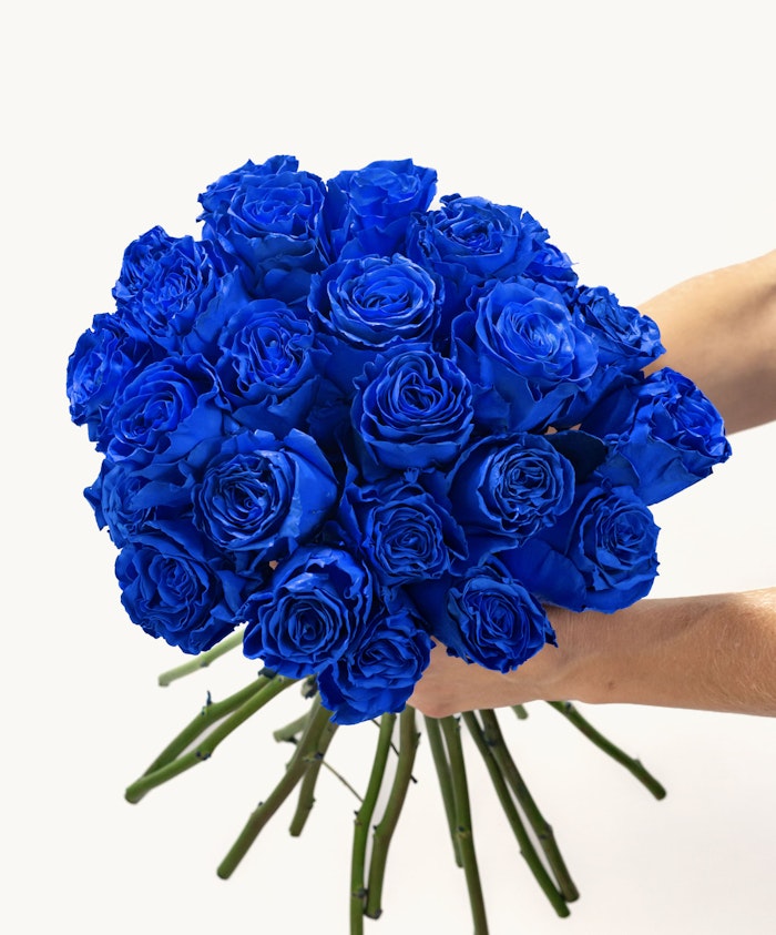 Vibrant bouquet of blue roses held by hands, symbolizing love and uniqueness.