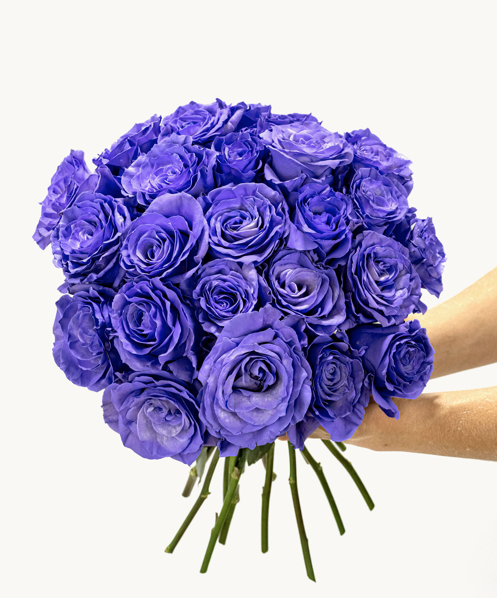 Vibrant bouquet of purple roses held by hands, perfect for special occasions.