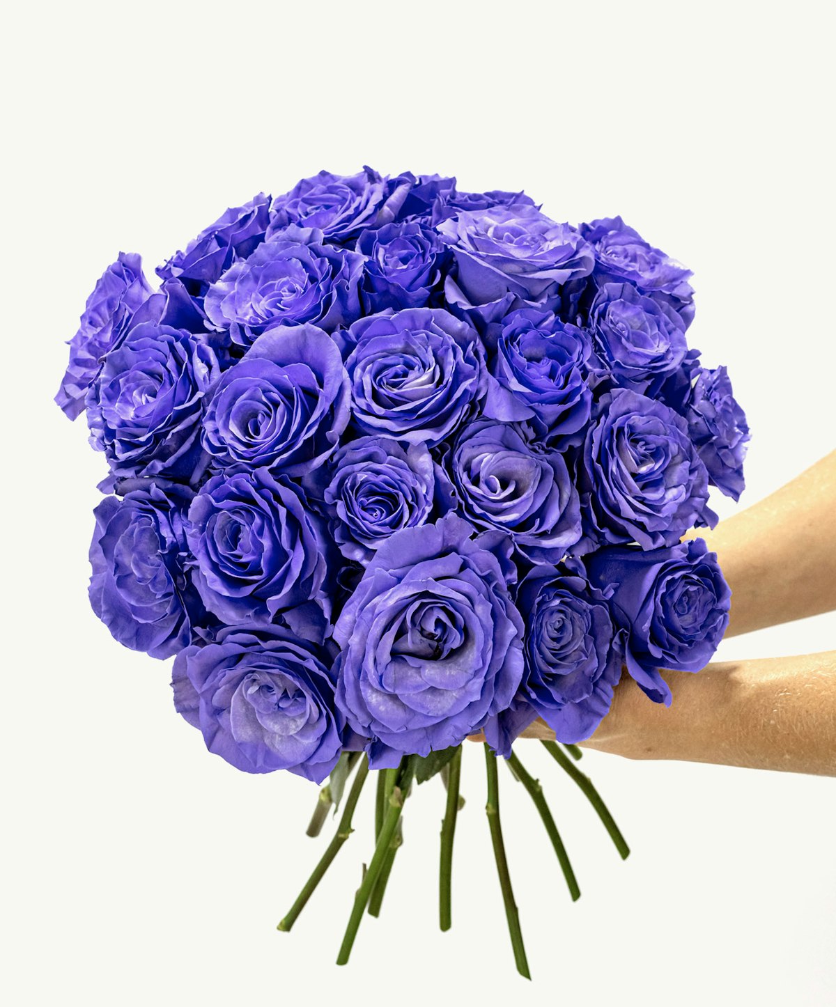 Purple Pop Roses - Vibrant Purple Rose Bouquet | BloomsyBox