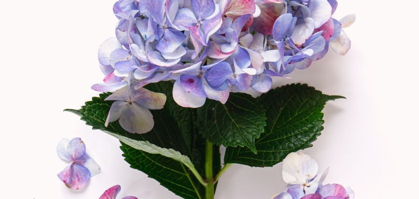 Delicate purple hydrangea blossoms with green leaves, perfect for floral designs.