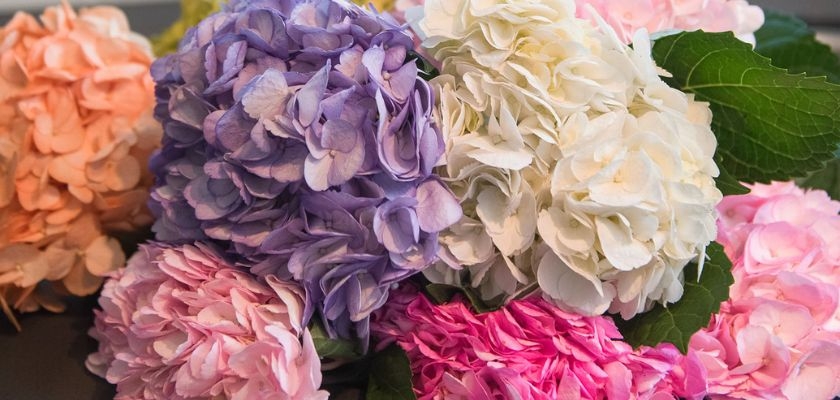Vibrant hydrangea blooms in pastel shades of pink, purple, and white, arranged gracefully.