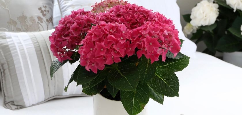 Vibrant pink hydrangea plant displayed in a white pot, enhancing home decor with elegance.