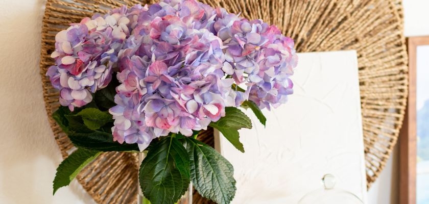 Beautiful hydrangeas in shades of purple and pink, elegantly displayed with green leaves.