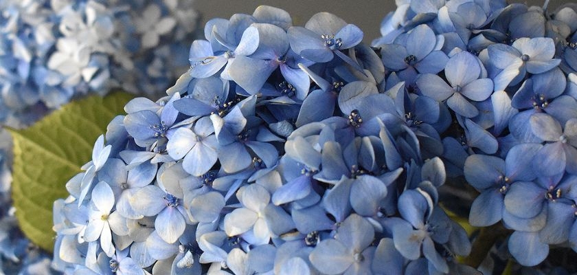 Vibrant blue hydrangeas in full bloom, showcasing their delicate, intricate petals.
