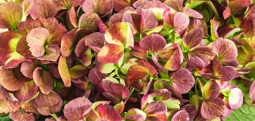 Vibrant clusters of deep pink and green hydrangea blooms creating a stunning floral display.