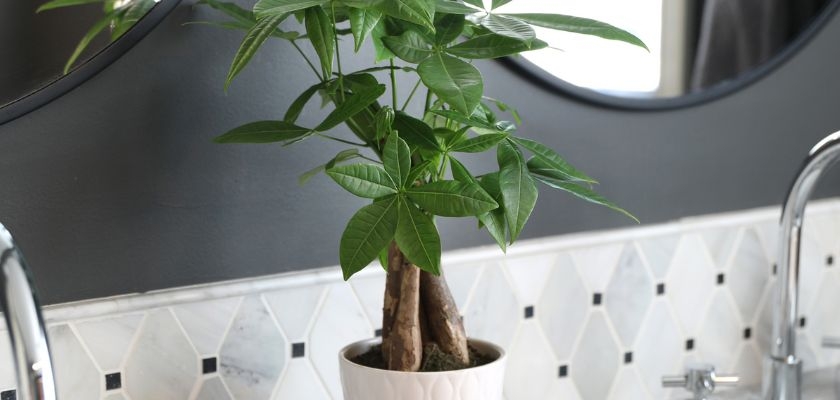 Indoor plant with vibrant green leaves in a decorative pot on a stylish countertop.