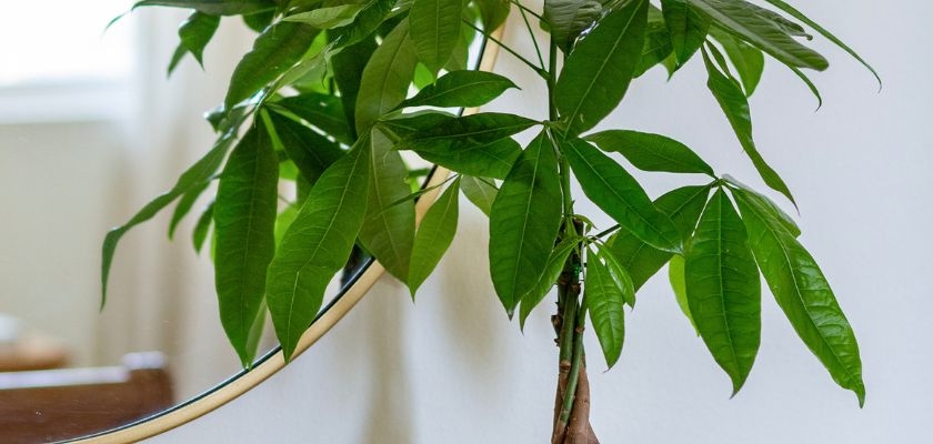 Lush green plant with glossy leaves, adding a touch of nature to any interior space.