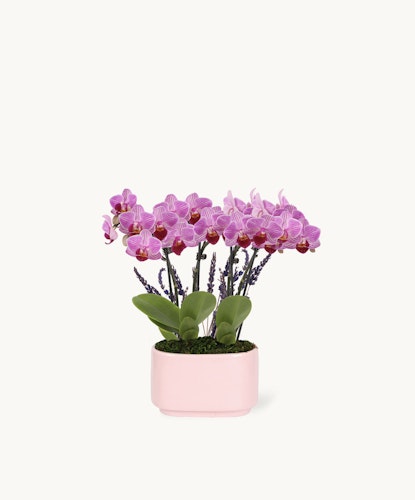 Elegant pink orchids in a stylish pot, perfect for enhancing any indoor decor.