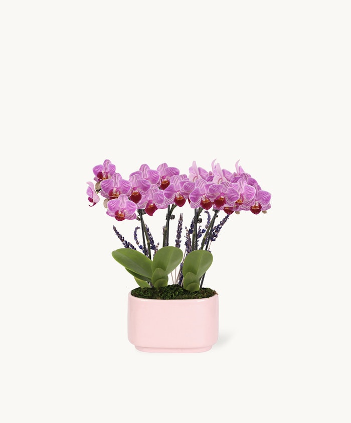 Elegant pink orchids in a stylish pot, perfect for enhancing any indoor decor.
