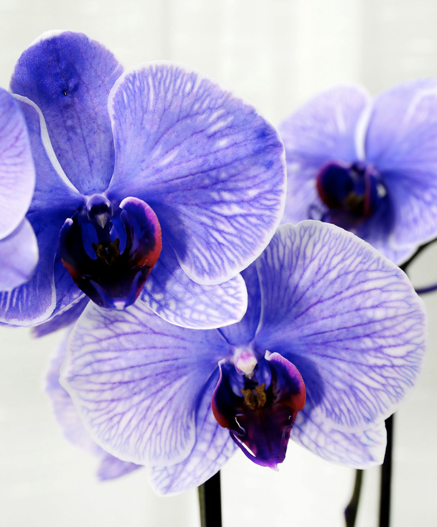 Lavender Dream Orchid Duo - Soothing Purple Orchids | BloomsyBox