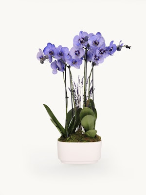 Elegant lavender orchids in a modern white pot, enhanced with lush green leaves and moss.