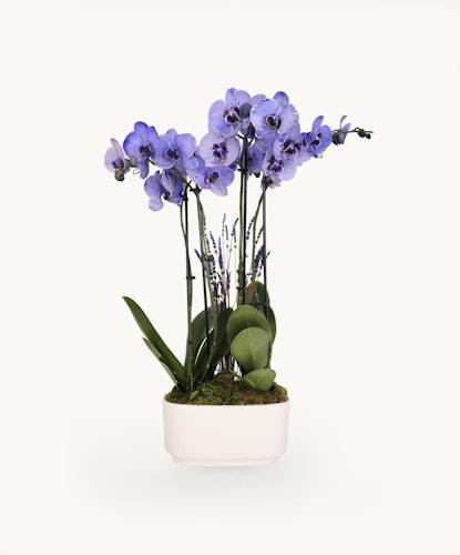 Elegant lavender orchids in a modern white pot, enhanced with lush green leaves and moss.