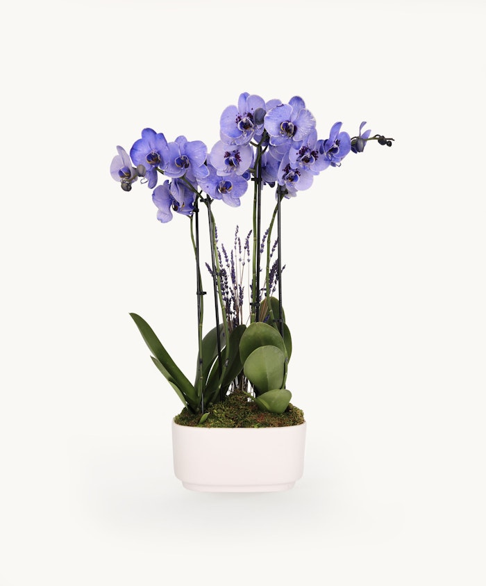 Elegant lavender orchids in a modern white pot, enhanced with lush green leaves and moss.