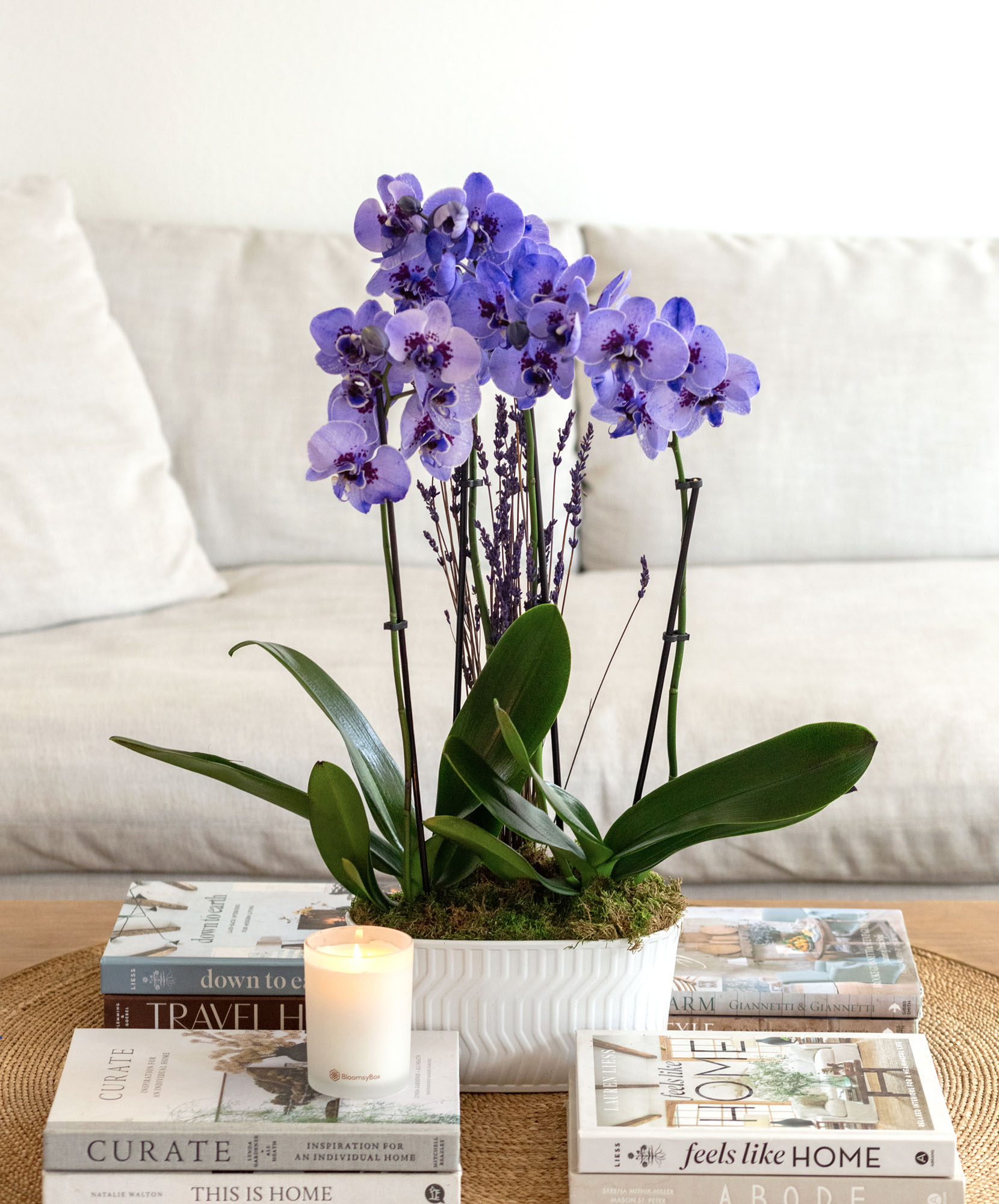 Lavender Dream Orchid Duo
