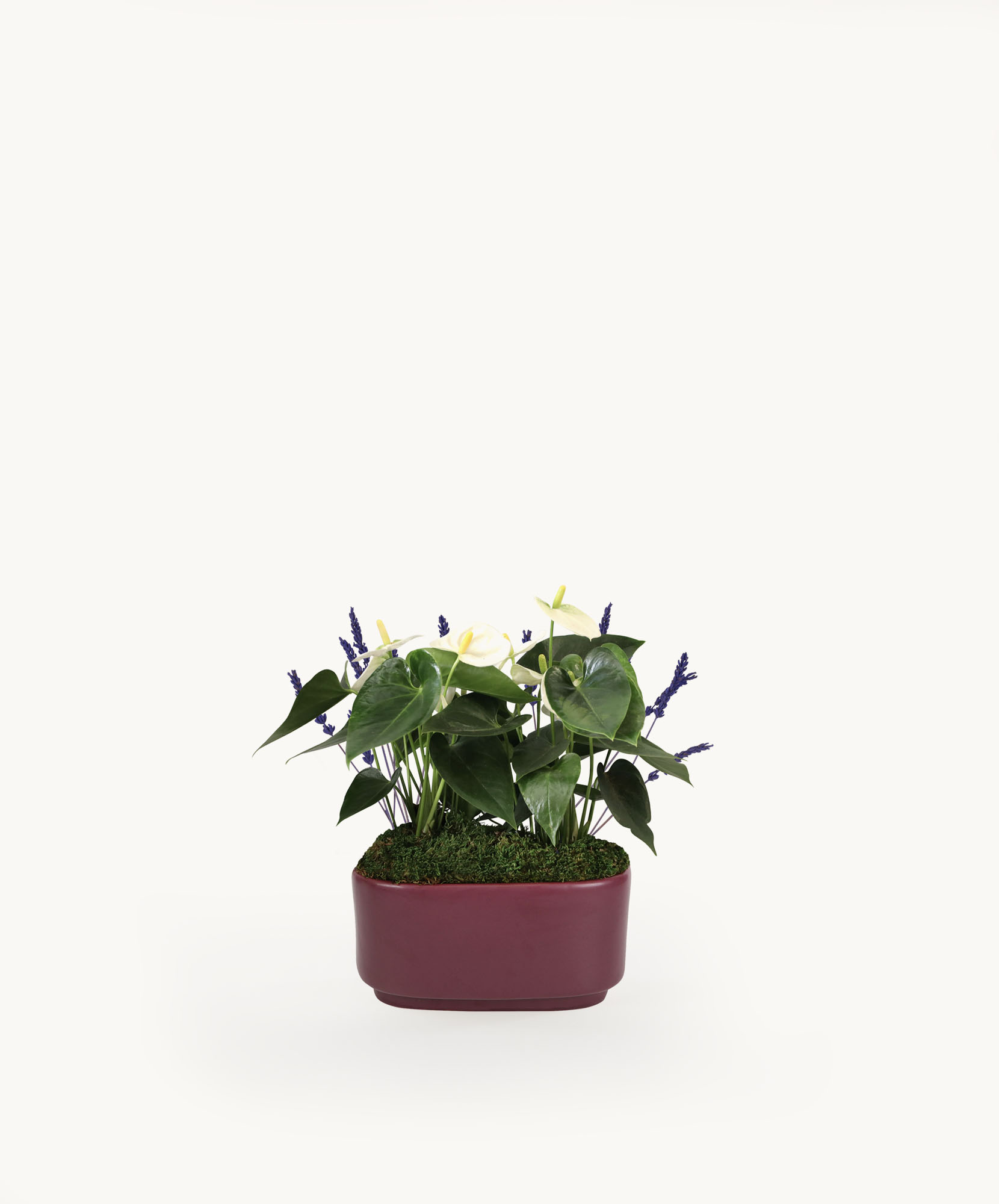 Charming potted plant arrangement featuring yellow anthuriums and vibrant purple flowers.