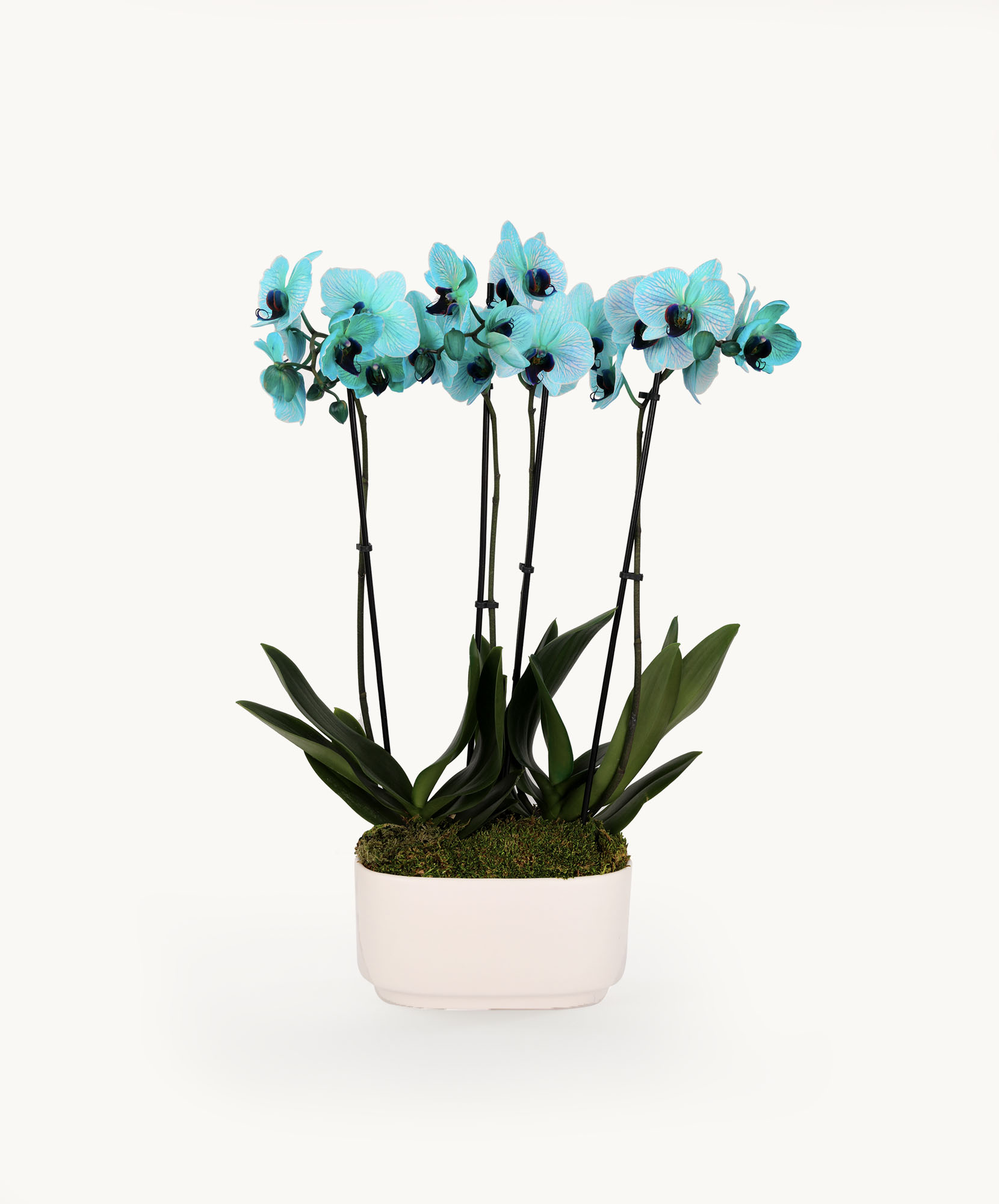Elegant turquoise orchid arrangement in a minimalist white pot, perfect for home decor.