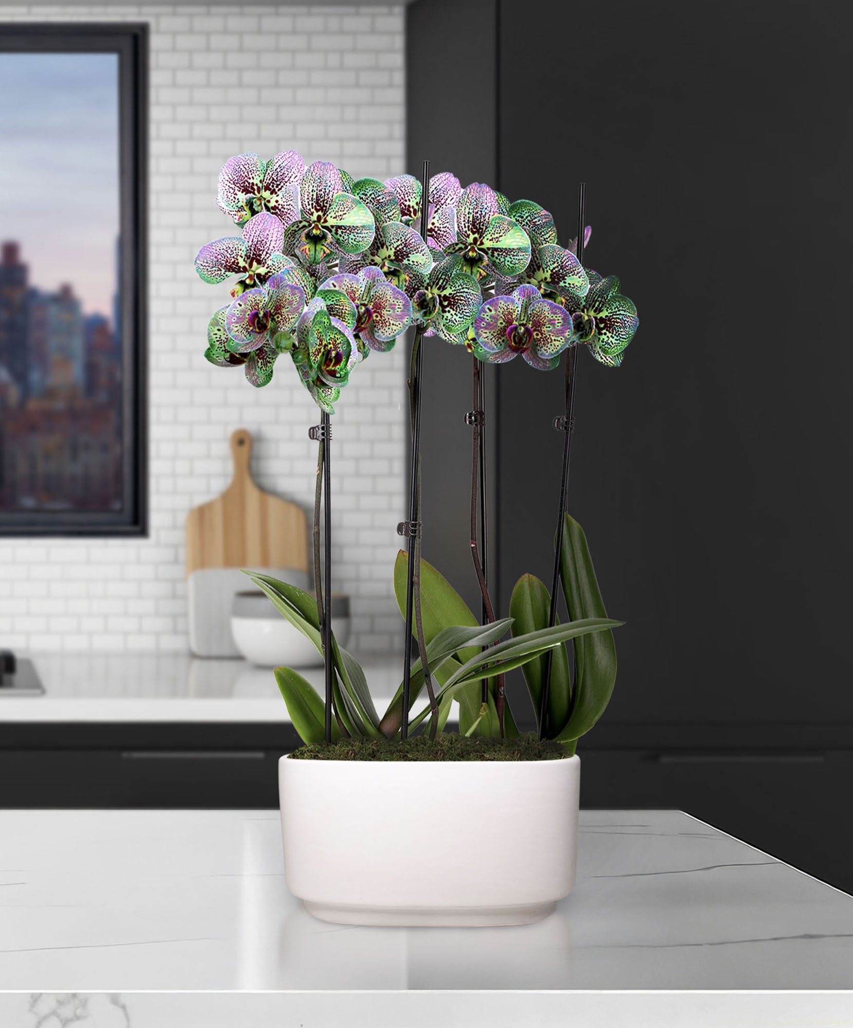 NYBG Orchid Duo | Premium Flower Delivery | BloomsyBox