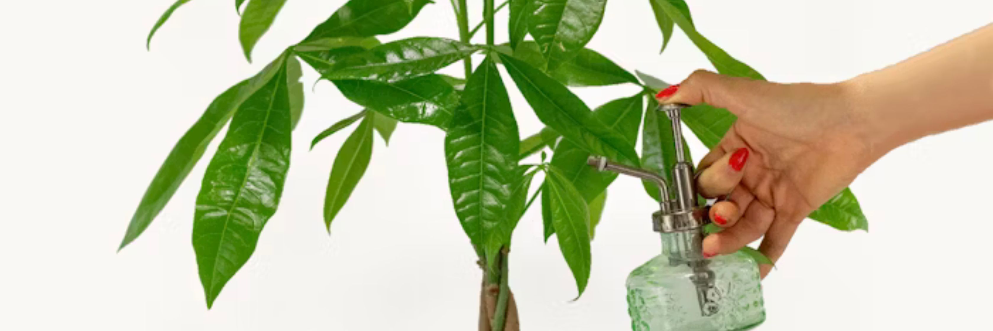 Hand watering a healthy pachira aquatica plant with a vintage glass misting bottle.