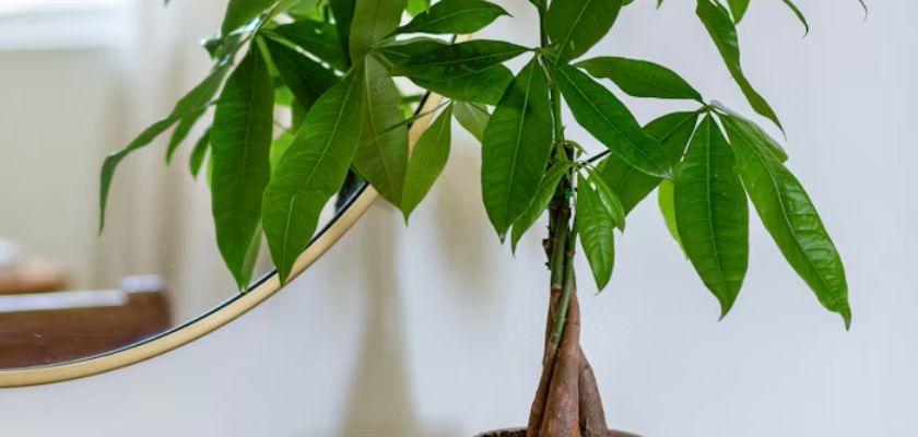 A healthy money tree plant with lush green leaves, adding beauty to any indoor space.