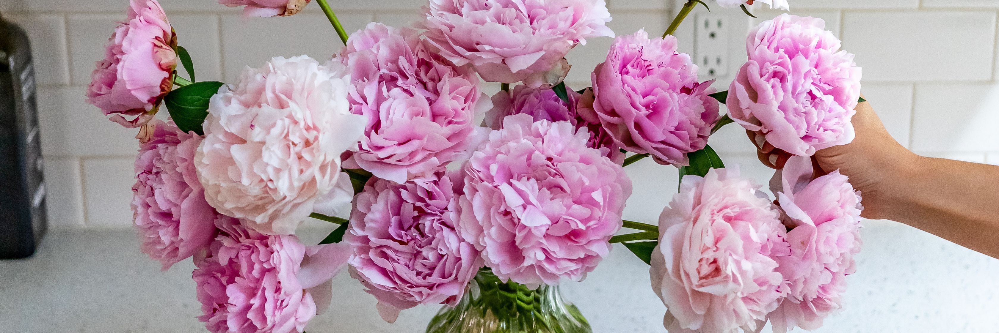 Vibrant peony bouquet in soft pink hues, elegantly displayed in a stylish vase.