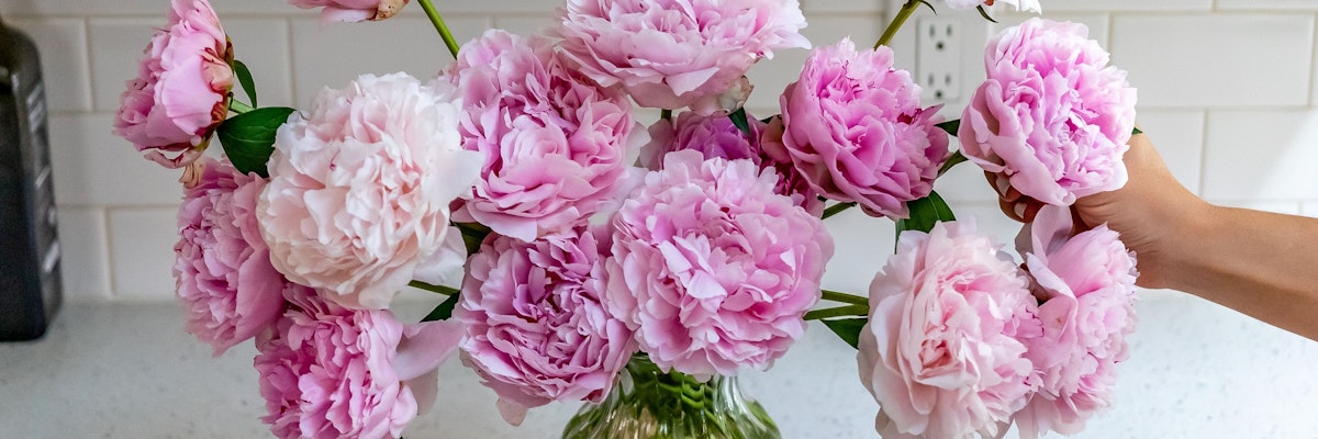 Vibrant peony bouquet in soft pink hues, elegantly displayed in a stylish vase.