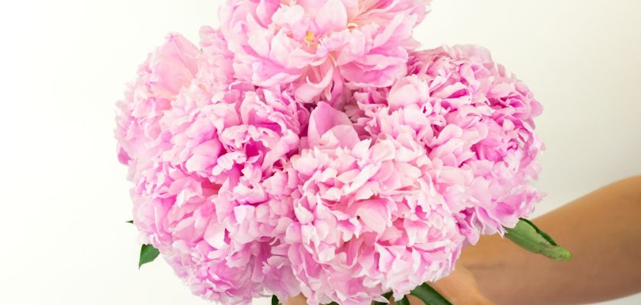 Lush pink peony bouquet held delicately, perfect for celebrations and spring events.