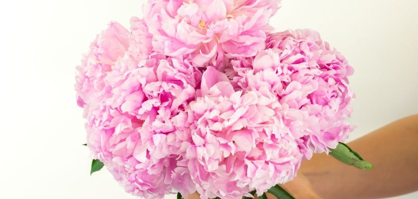 Lush pink peony bouquet held delicately, perfect for celebrations and spring events.