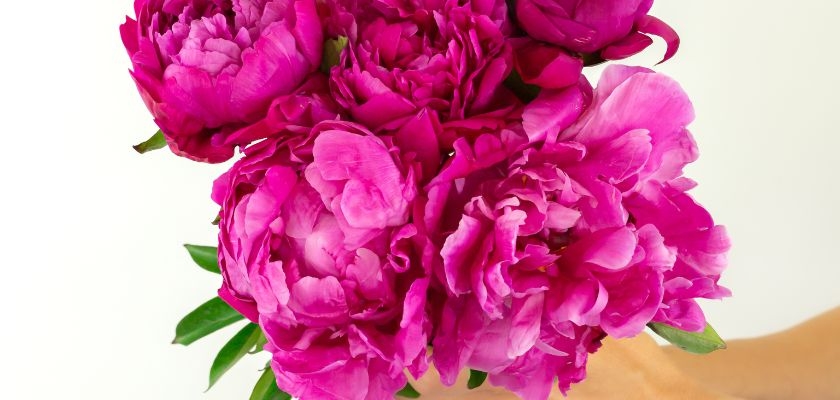 Vibrant pink peony bouquet held delicately, showcasing its lush, full blooms.
