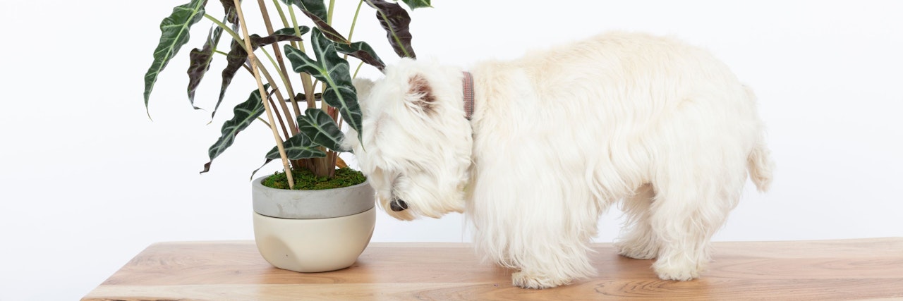 A fluffy white dog curiously approaches a potted plant on a wood table.