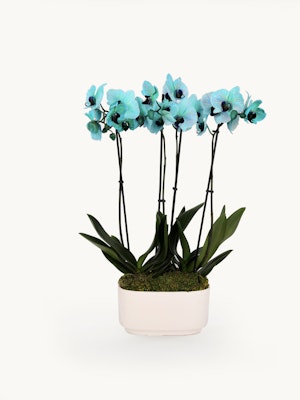 Vibrant turquoise orchids elegantly arranged in a modern white planter, adding charm.