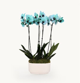 Vibrant turquoise orchids elegantly arranged in a modern white planter, adding charm.