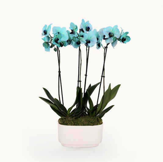 Vibrant turquoise orchids elegantly arranged in a modern white planter, adding charm.