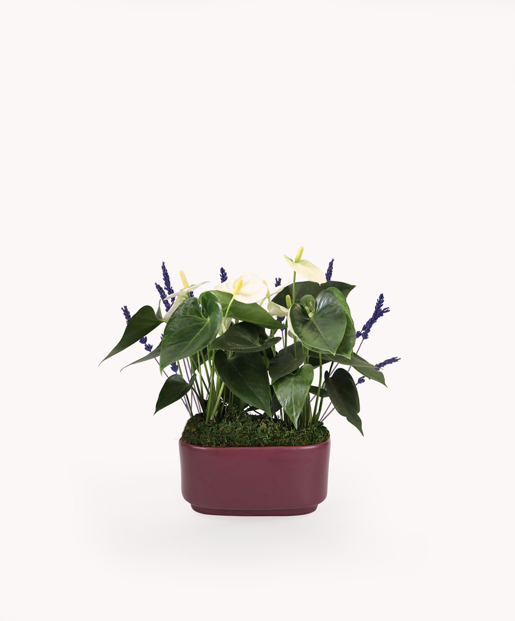 Elegant arrangement of white anthuriums and purple flowers in a trendy planter.