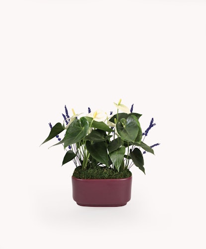 Elegant arrangement of white anthuriums and purple flowers in a trendy planter.