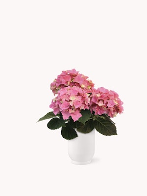 Pink hydrangeas beautifully arranged in a sleek white vase, perfect for home decor.