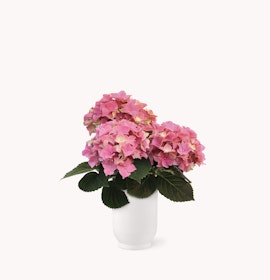 Pink hydrangeas beautifully arranged in a sleek white vase, perfect for home decor.